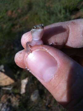 Image of Desert Banded Gecko