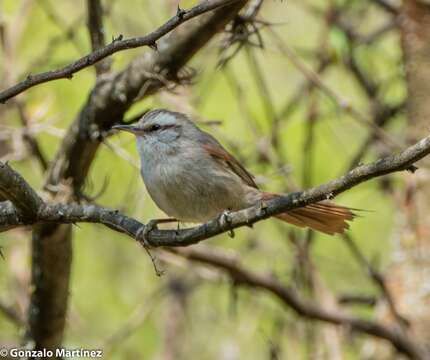 Image of Stripe-crowned Spinetail