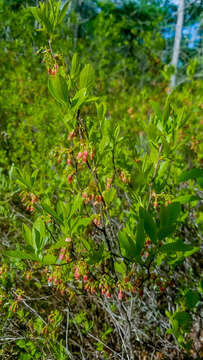 Image of Black Huckleberry