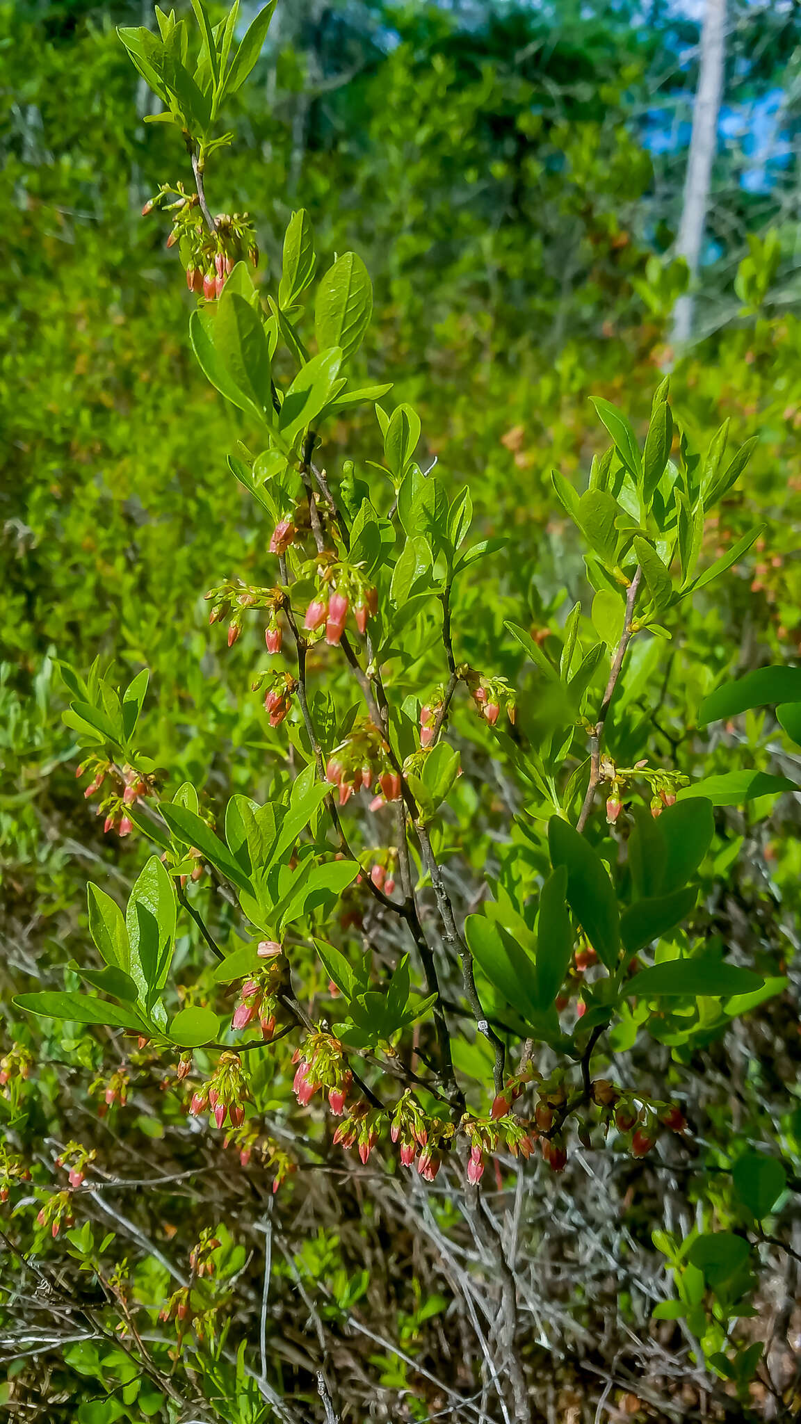 Image de Gaylussacia baccata (Wang.) K. Koch