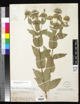 Image of Sierra mint