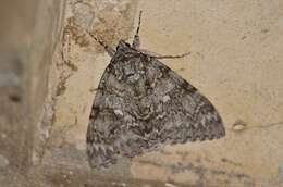 Слика од Catocala fraxini Linnaeus 1758