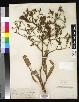 Image of marsh rosemary