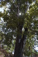 Image of Populus brandegeei Schneider