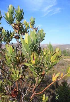 Imagem de Leucadendron laureolum (Lam.) Fourc.