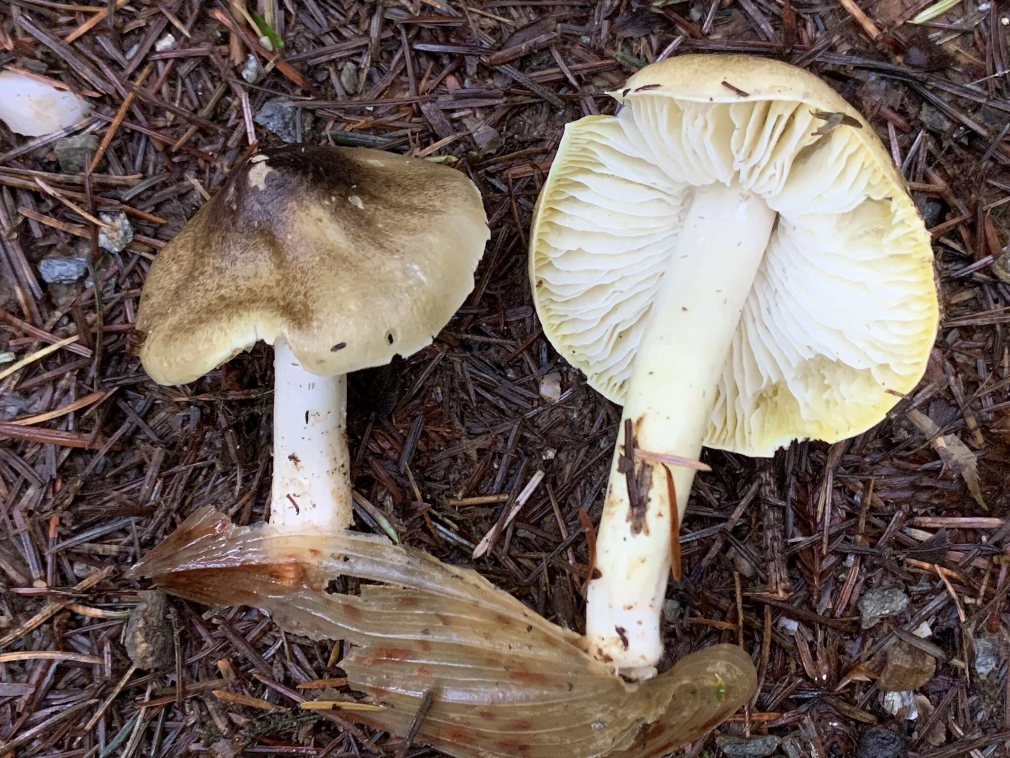 Image of Tricholoma arvernense Bon 1976