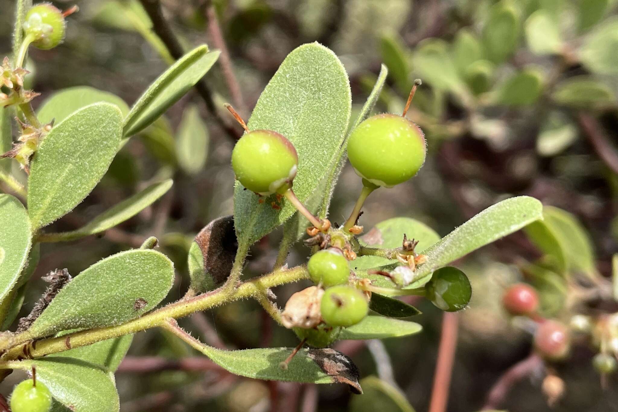 Image of Baker's manzanita