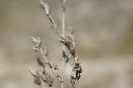 صورة Artemisia taurica