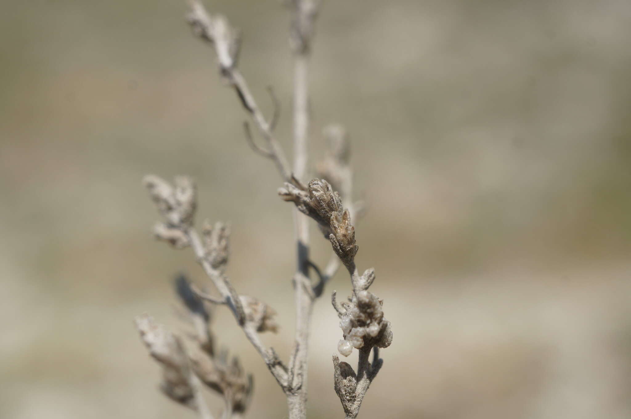 صورة Artemisia taurica