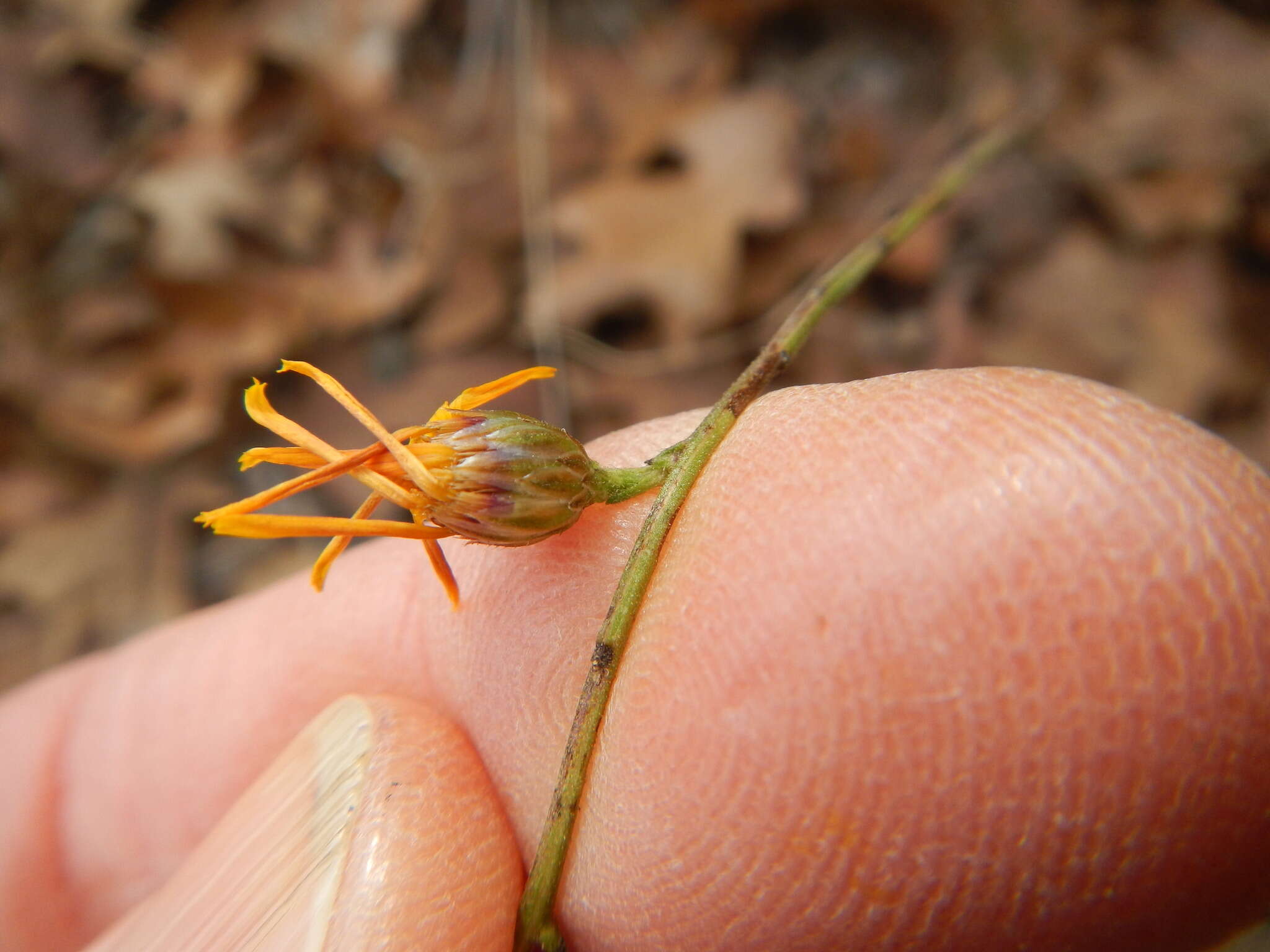 Image of Texas chrysopsis