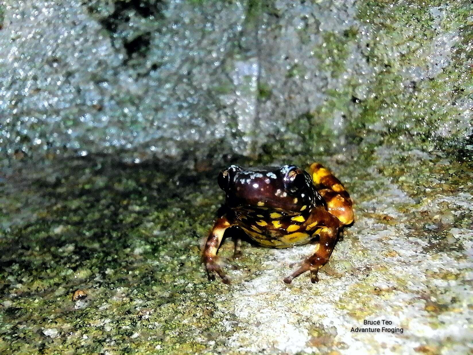 صورة Chaperininae Peloso, Frost, Richards, Rodrigues, Donnellan, Matsui, Raxworthy, Biju & Lemmon et al. 2016