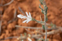 Image of Teucrium racemosum R. Br.