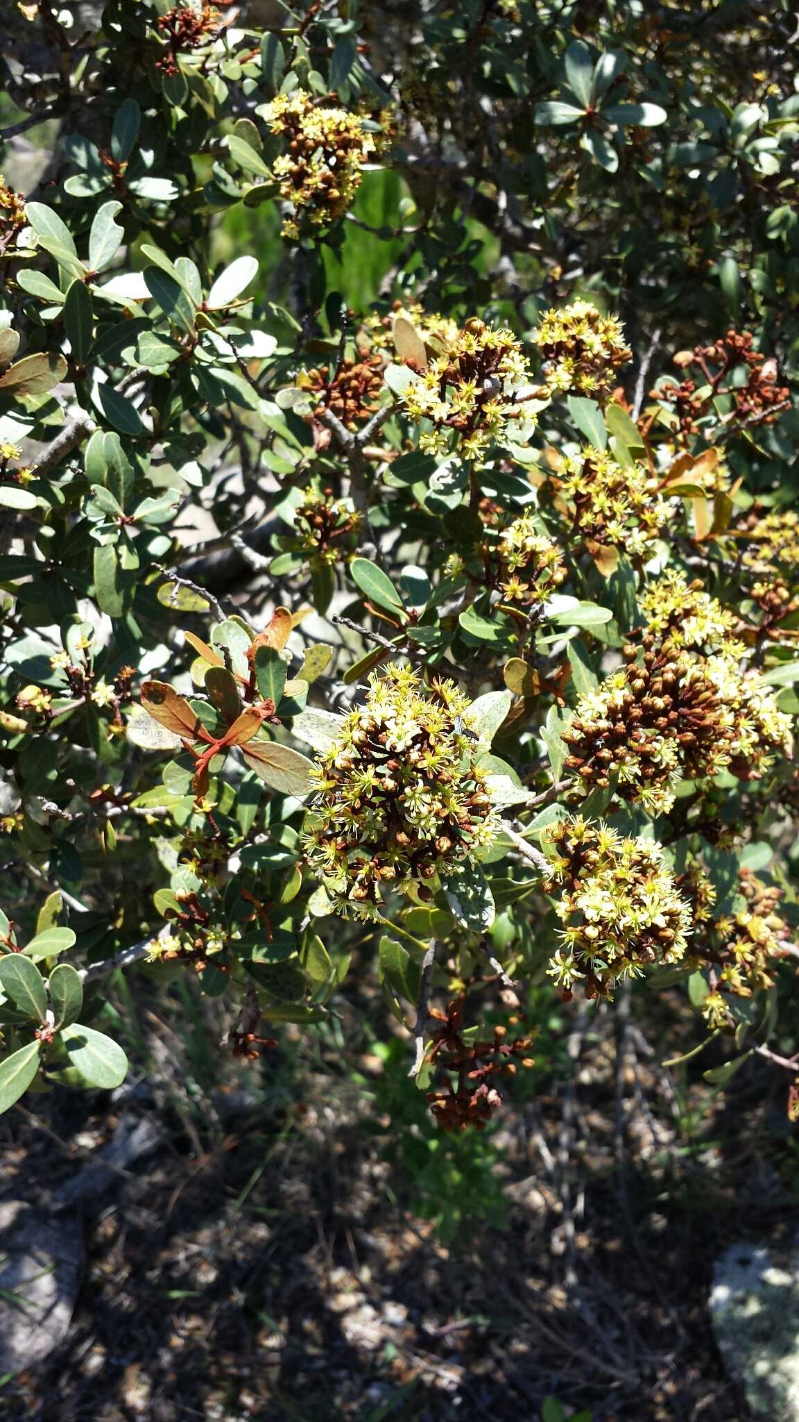 Image of Asteropeia densiflora Baker