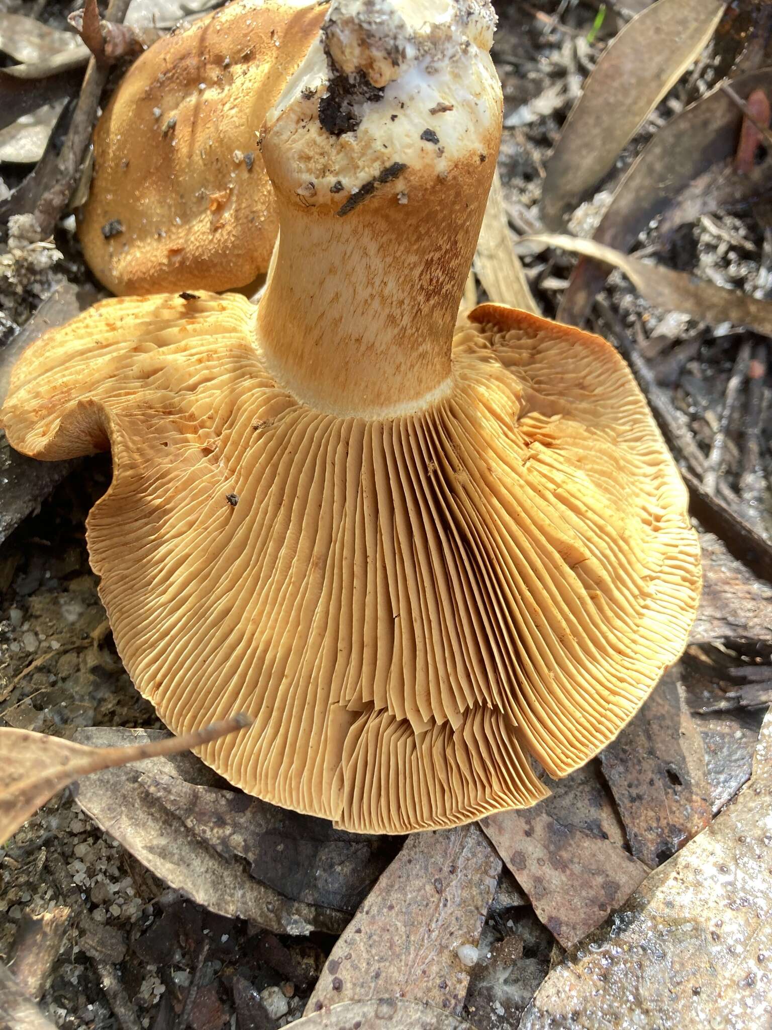 Image of Cortinarius areolatoimbricatus Cleland 1933