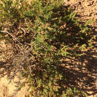 Image of Aspalathus arida subsp. procumbens (E. Mey.) R. Dahlgren