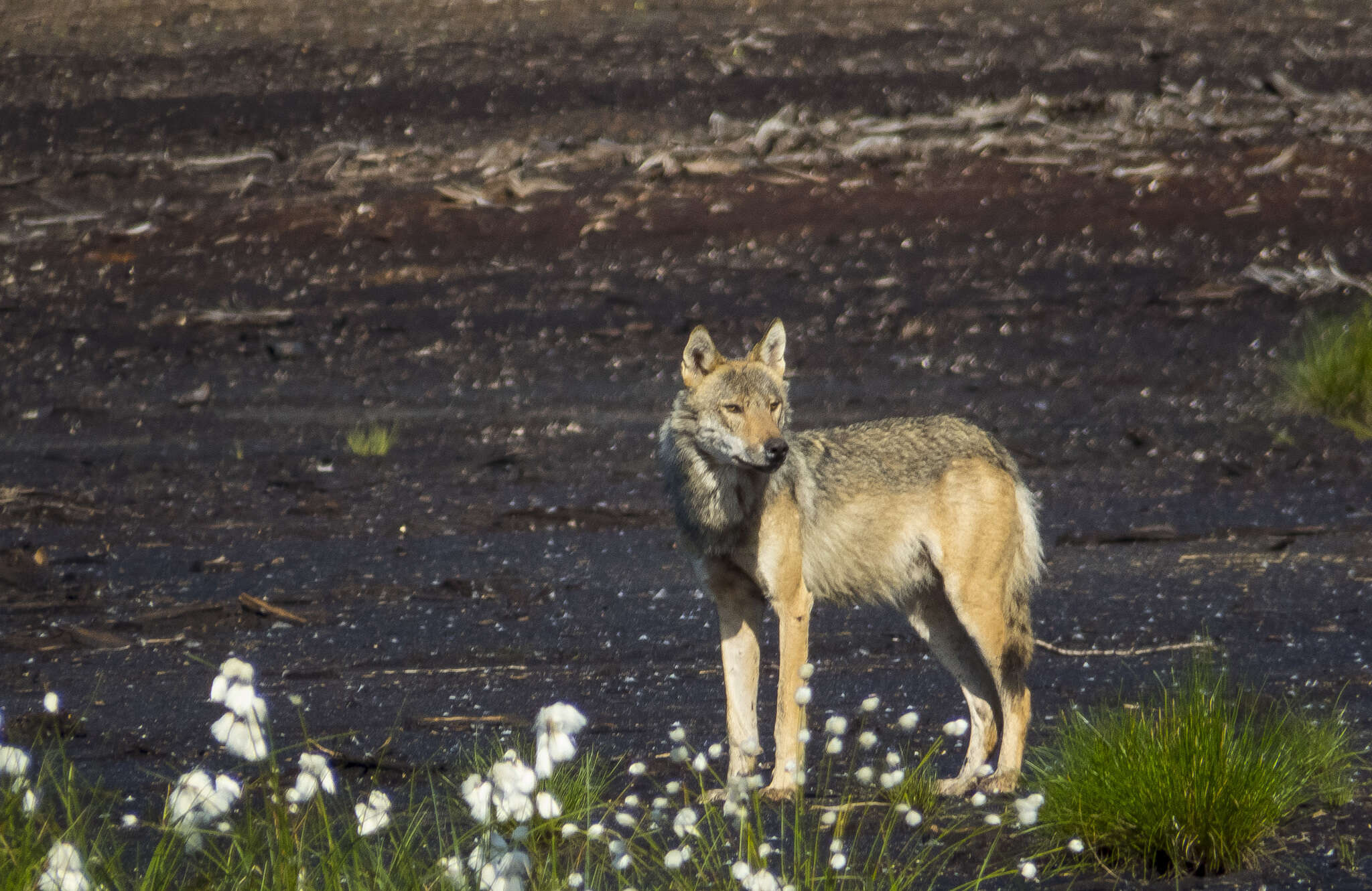 Image of Eurasian Wolf