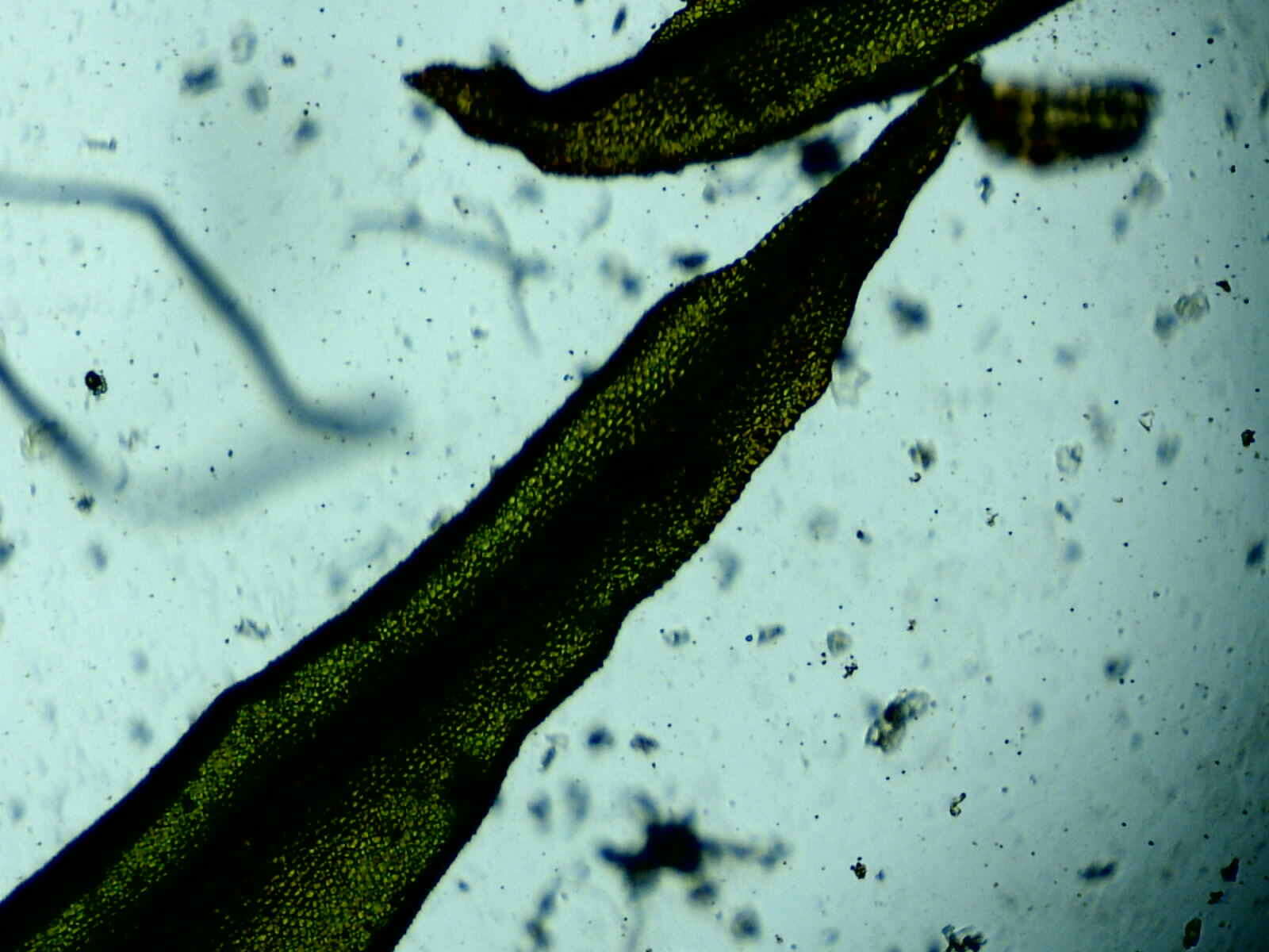 Image of Lewinskya elegans (Schwägr. ex Hook. & Grev.) F. Lara, Garilleti & Goffinet