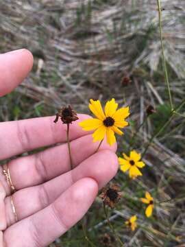 Imagem de Coreopsis gladiata Walt.