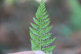 Plancia ëd Athyrium spinulosum (Maxim.) Milde