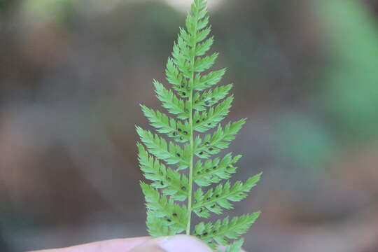 Image of Athyrium spinulosum (Maxim.) Milde