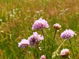 Imagem de Armeria maritima subsp. elongata (Hoffm.) Bonnier