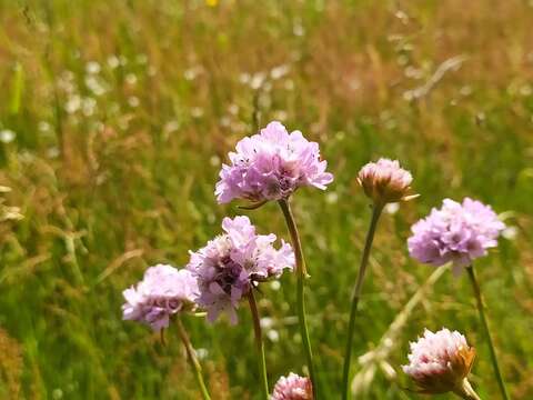 Imagem de Armeria maritima subsp. elongata (Hoffm.) Bonnier