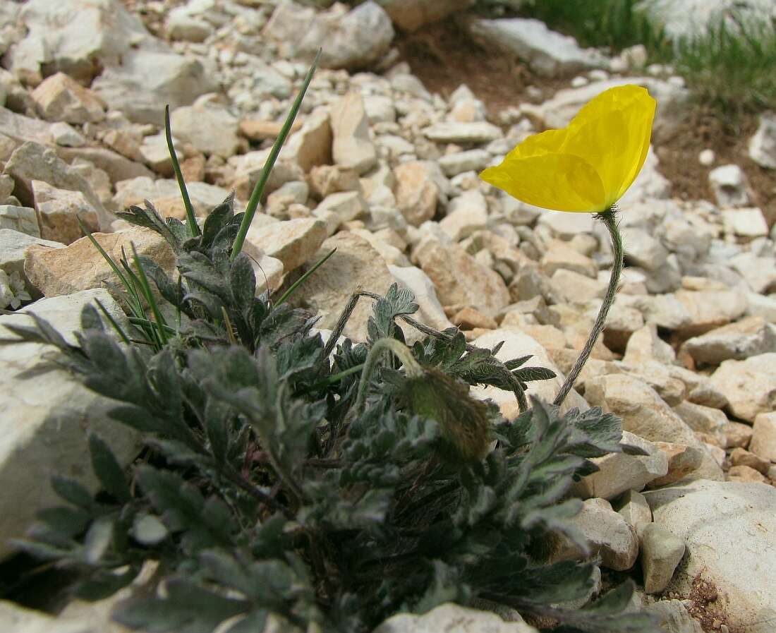 Imagem de Papaver aurantiacum Loisel.