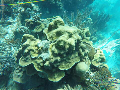 Image of Mountainous Star Coral