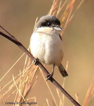 Image of Burmese Shrike