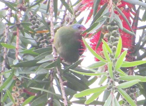 Image of Blue Dacnis