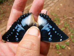 Image of Charaxes xiphares draconis Jordan 1936