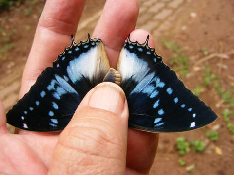 Imagem de Charaxes xiphares draconis Jordan 1936