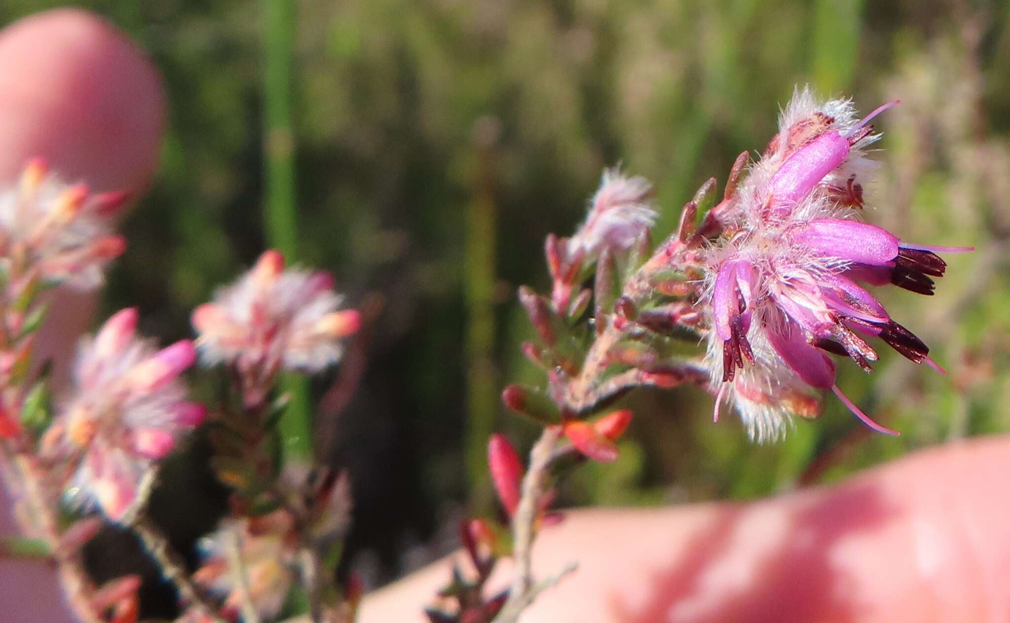 Plancia ëd Erica eriocephala Lam.