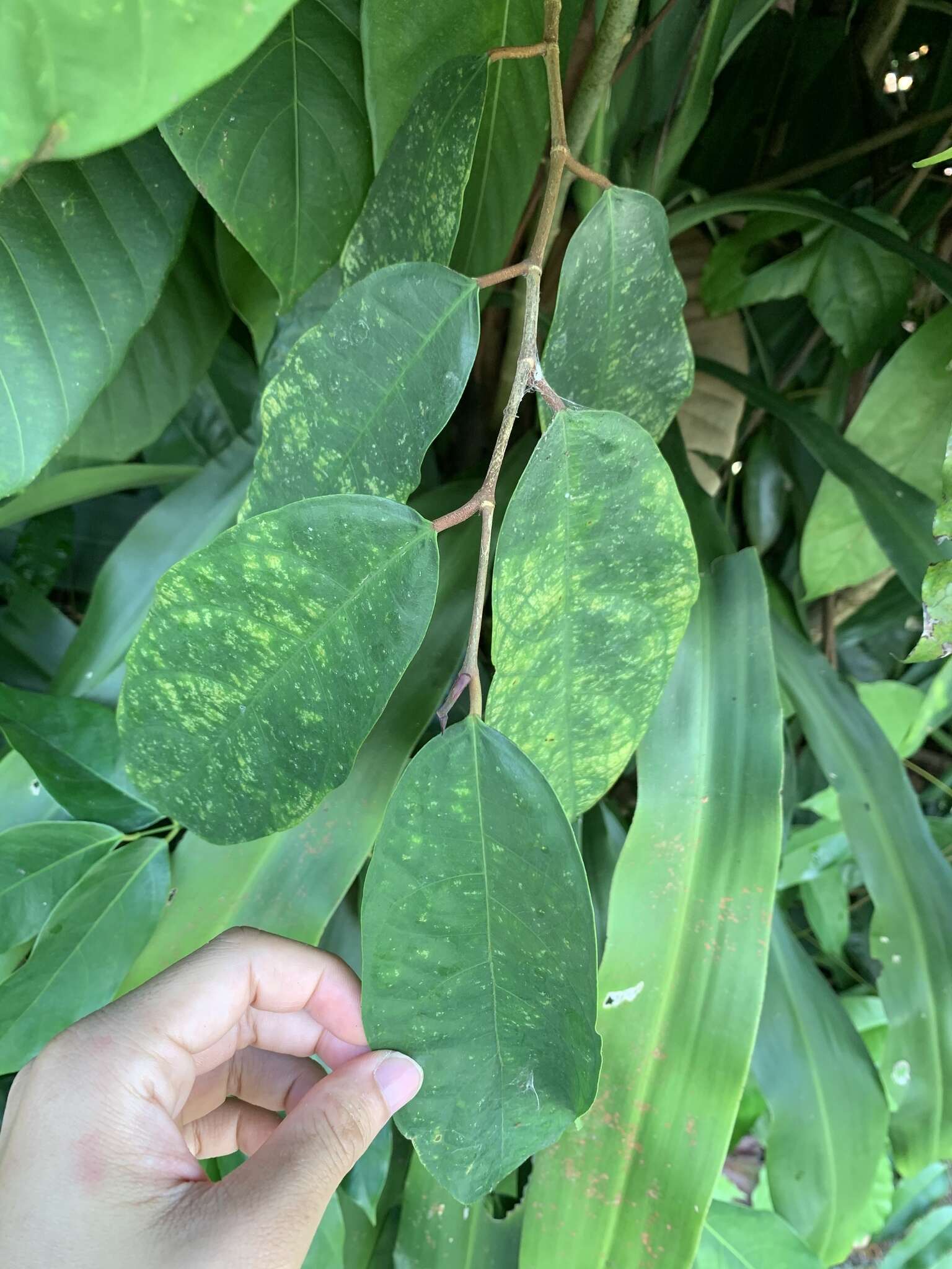 Image de Ficus heteropleura Bl.