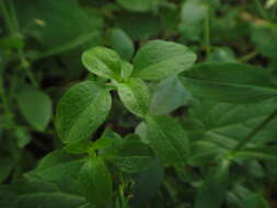 Image of Cerastium sylvaticum Waldst. & Kit.