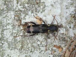 Image of Rustic Borer