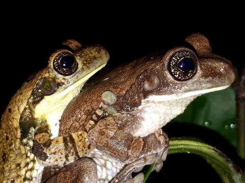 Image of marbled tree frog