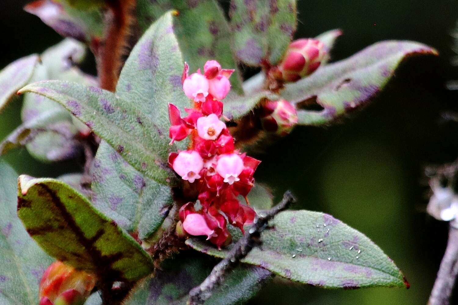 Image de Gaultheria glomerata (Cavanilles) Sleumer