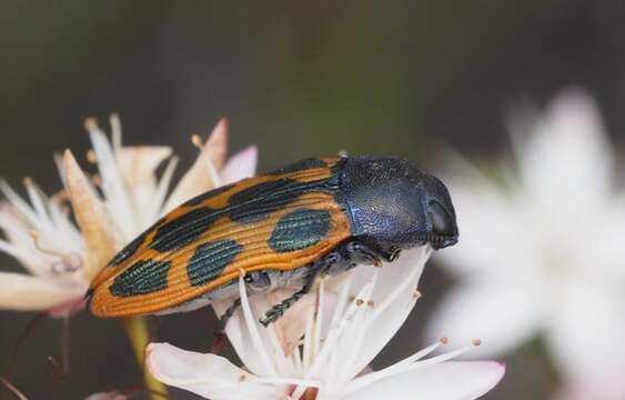 Image of Castiarina octomaculata (Saunders 1868)