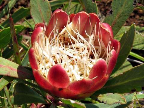 Image of Protea parvula Beard