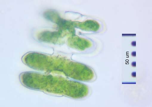 Image of Spondylosium pulchrum