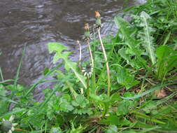 Image of Common Dandelion