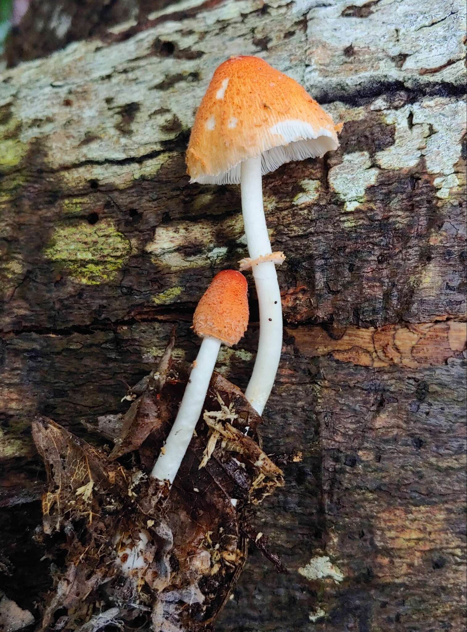 Leucoagaricus rubrotinctus (Peck) Singer 1948 resmi