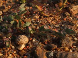 Image of Euphorbia cristata B. Heyne ex Roth