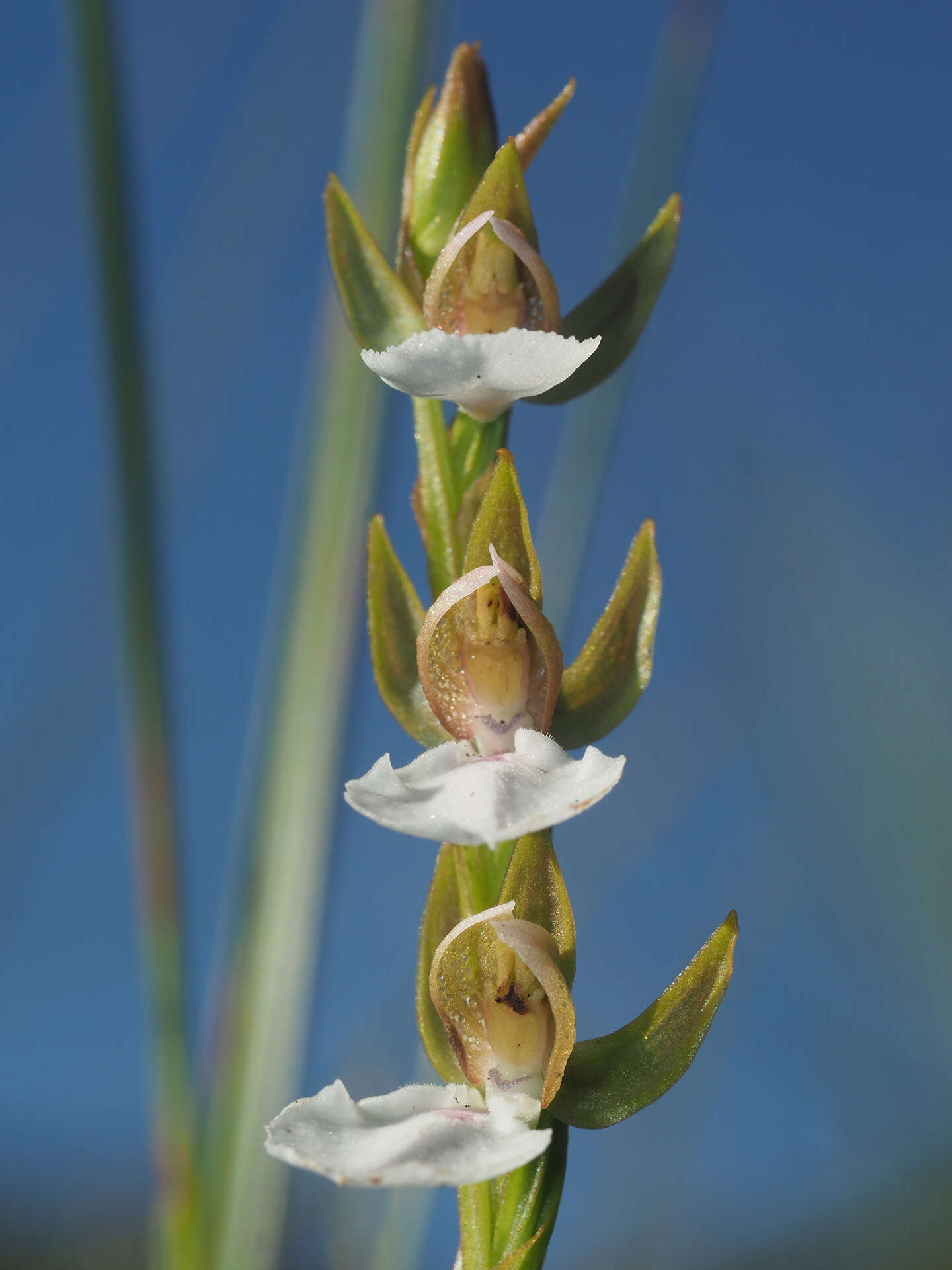 Image de Neobolusia tysonii (Bolus) Schltr.