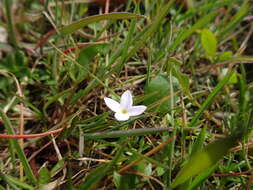 Image of rose bluet