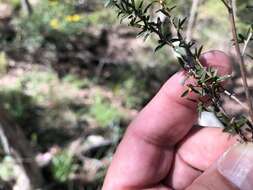 Sivun Leptospermum microcarpum Cheel kuva