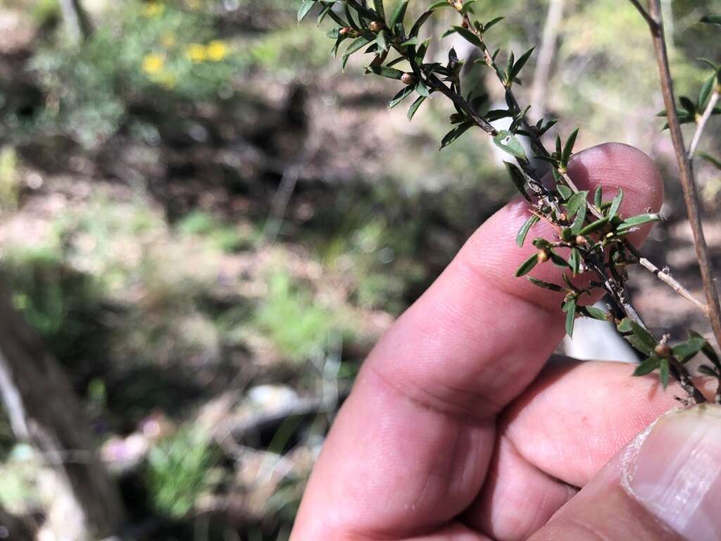 Image de Leptospermum microcarpum Cheel