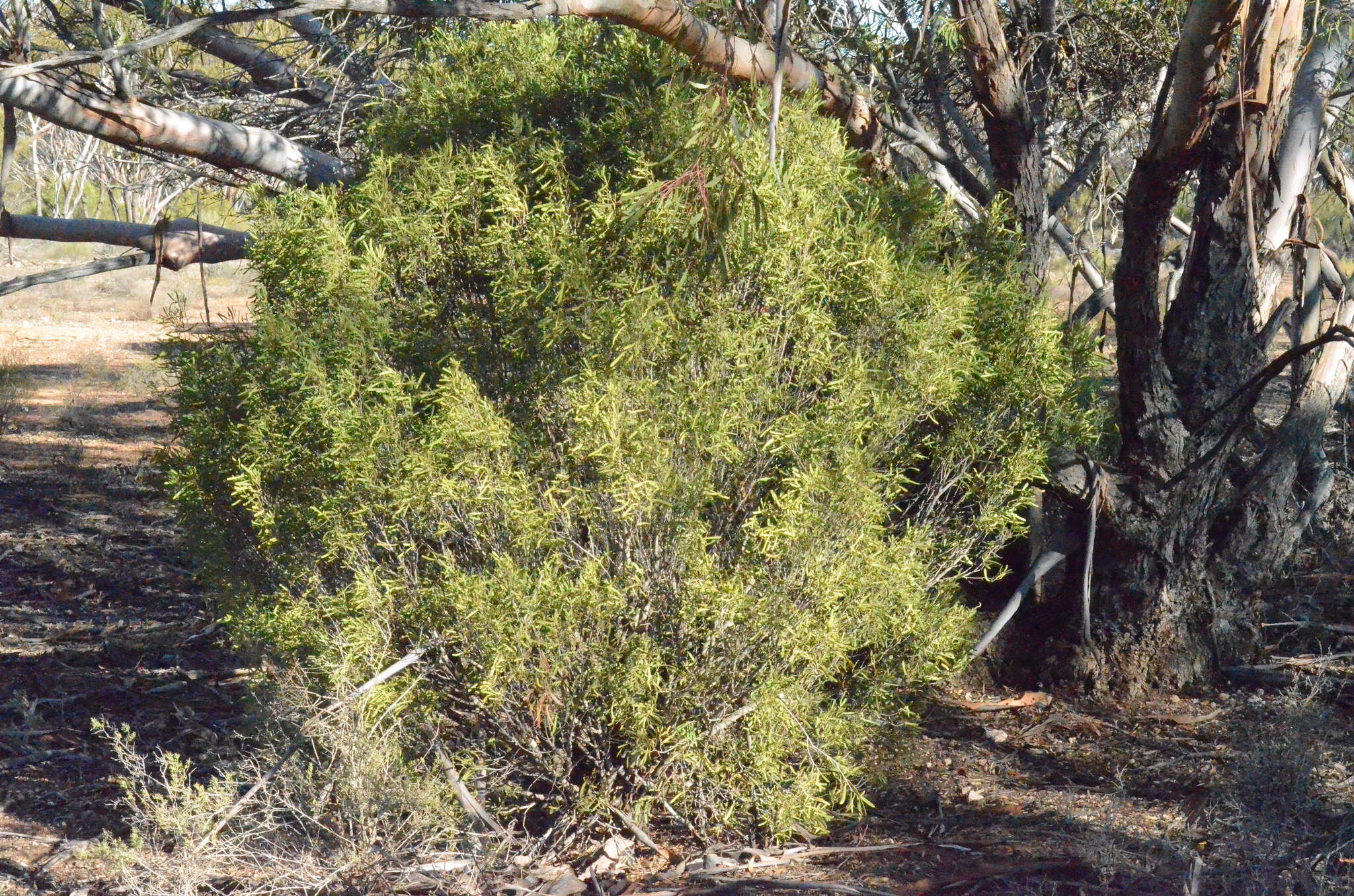 Image of Geijera linearifolia (DC.) J. Black