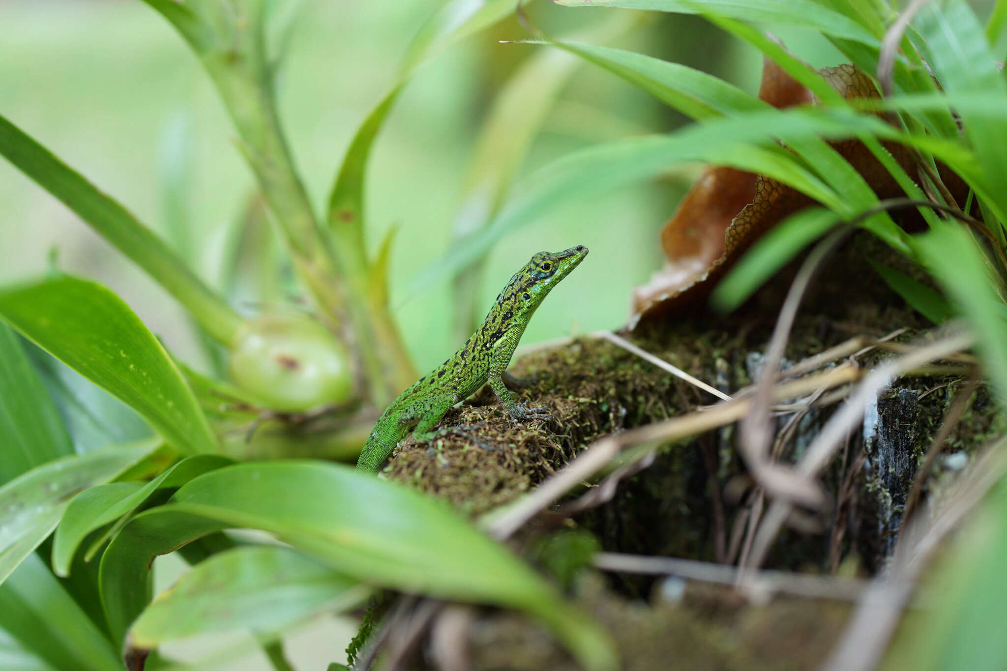 Image of Martinique's Anole